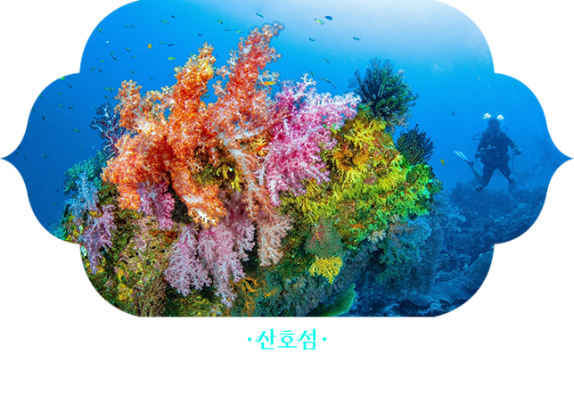 산호섬